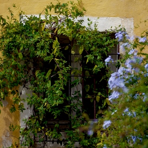 Fenêtre avec barreaux sur un mur jaune et à l'ombre d'une glycine - France  - collection de photos clin d'oeil, catégorie rues
